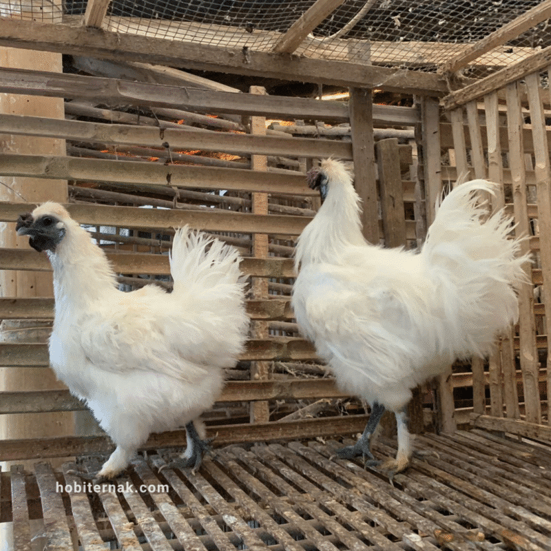 Ayam Kapas