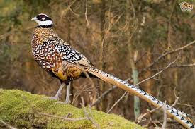 Reeves Pheasant