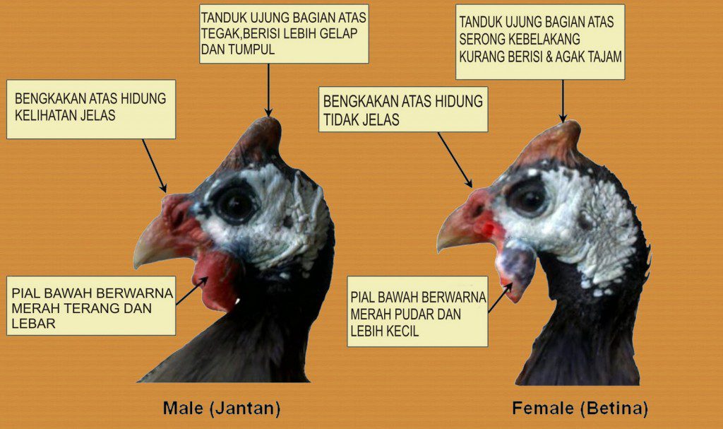 Salah satu gambar cara membedakan ayam mutiara jantan dan betina