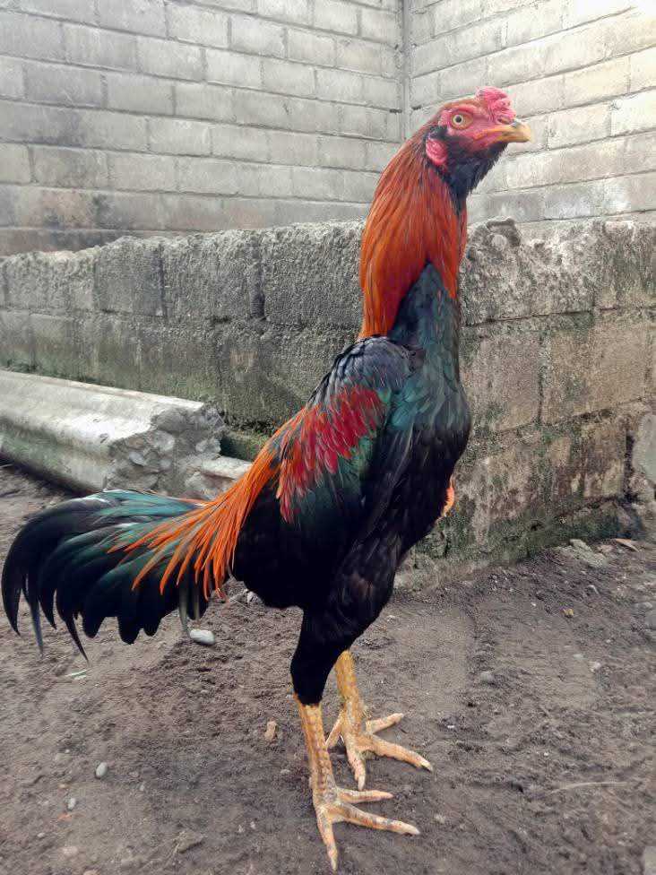 Salah satu contoh ayam pelung jantan yang gagah
