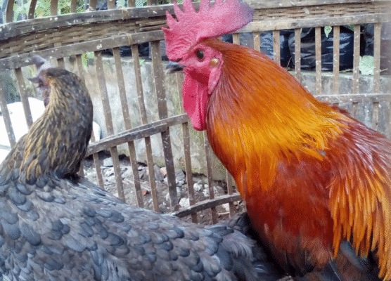 3 Hal Penting: Rahasia Merawat Suara Kokok Ayam Pelung Agar Tetap Merdu dan Mempesona