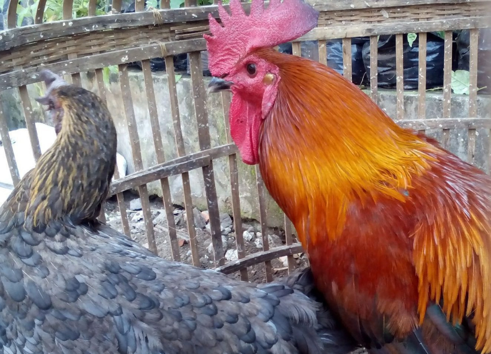 3 Hal Penting: Rahasia Merawat Suara Kokok Ayam Pelung Agar Tetap Merdu dan Mempesona