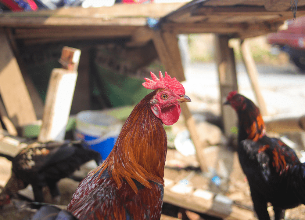 6 Ciri Ayam Pelung Asli Berkualitas Trah Cianjur
