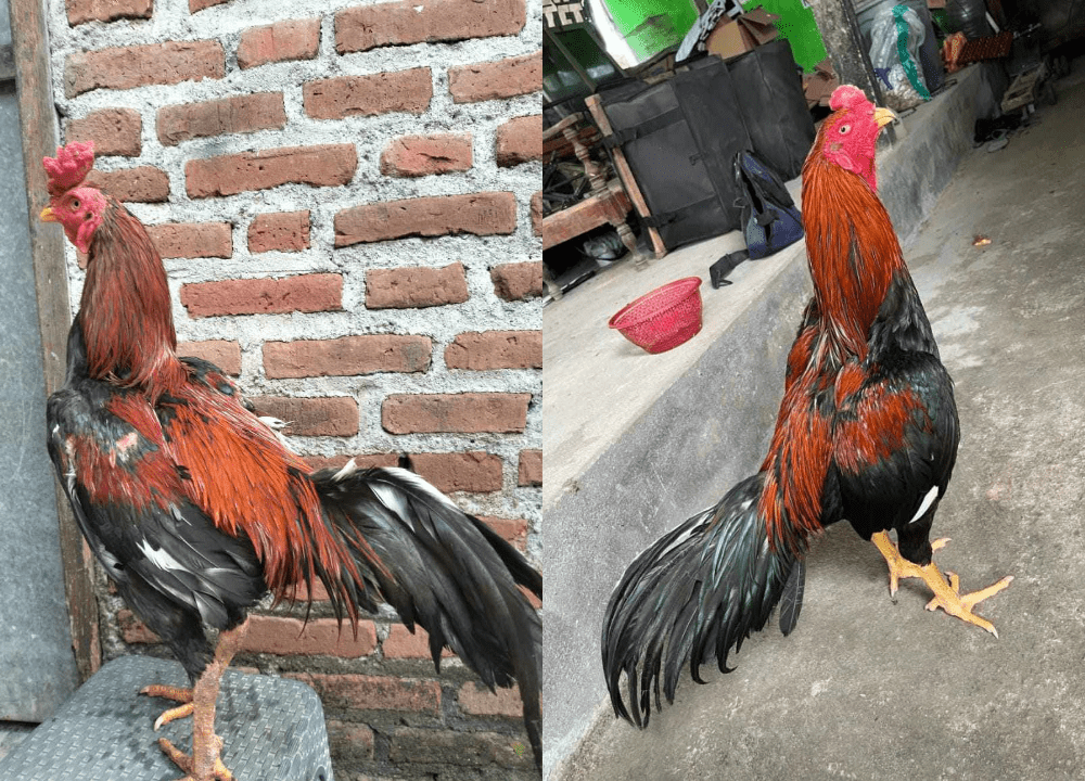 7 Cara Merawat Ayam Bangkok Agar Cepat Besar