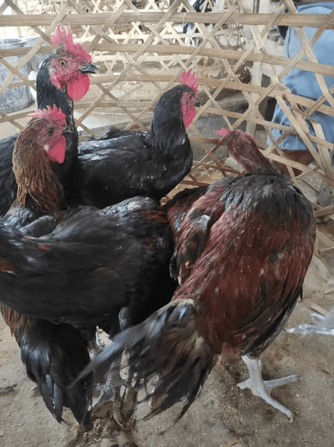 Anakan Ayam Pelung usia 2 bulan – sehat dan siap kirim