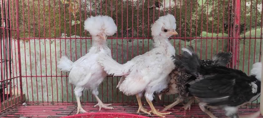 Ayam Poland menjadi salah satu ayam hias yang memiliki keunikan pada jambulnya