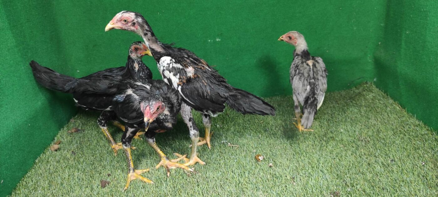 Anakan ayam Bangkok perlu dipisahkan dari indukan agar perawatannya lebih intensif dan pertumbuhannya optimal.
