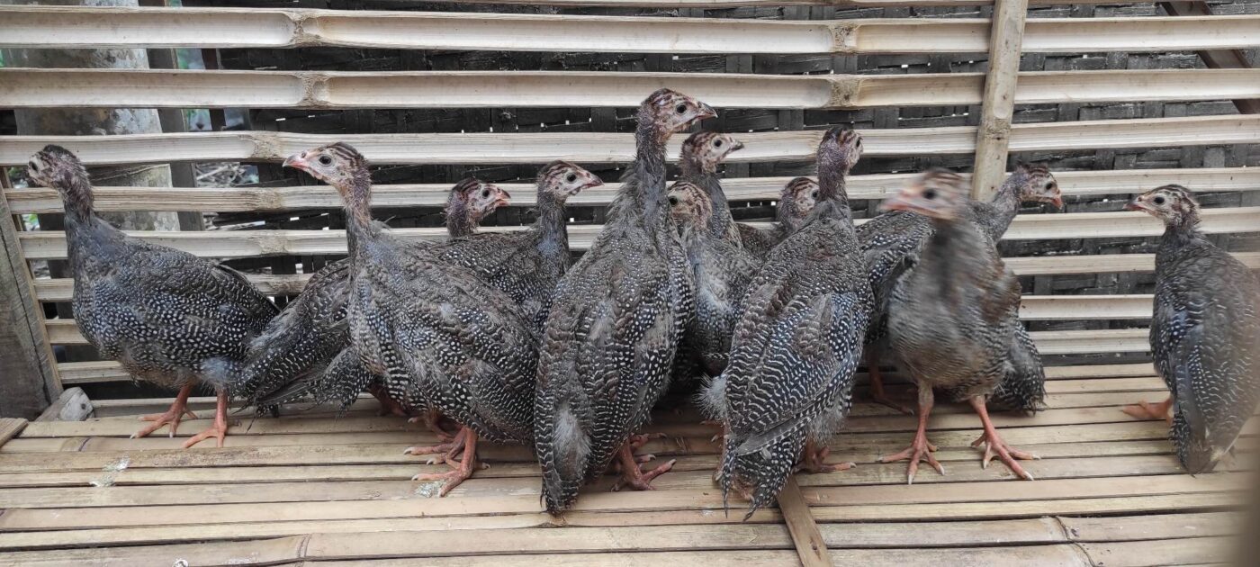 Anakan ayam mutiara hitam dengan corak khas, terlihat sehat dan aktif.