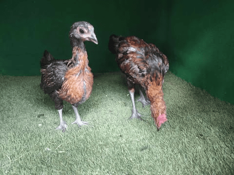 Ayam Pelung Jantan Dewasa – Postur gagah dan suara merdu
