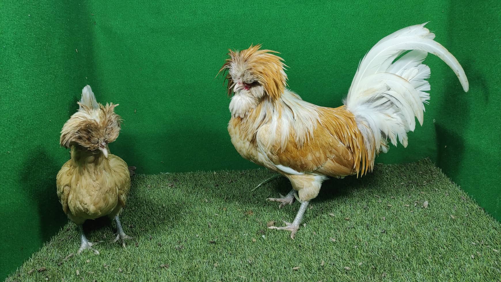 Untuk menjaga jambul ayam poland agat tetap bersin. Maka peterna perlu memberikan perawatan yang baik dan sesuai standar