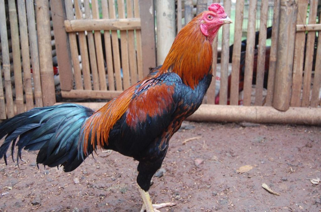 Ayam bangkok memiliki postur besar dan gagah