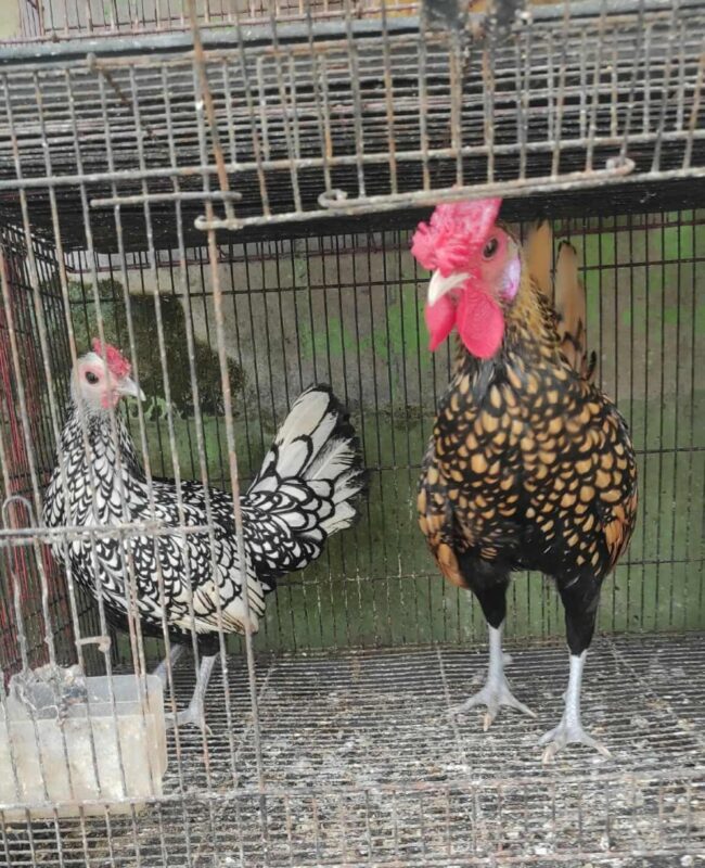 Ayam batik dengan corak unik bermotif batik, favorit koleksi ayam hias eksklusif