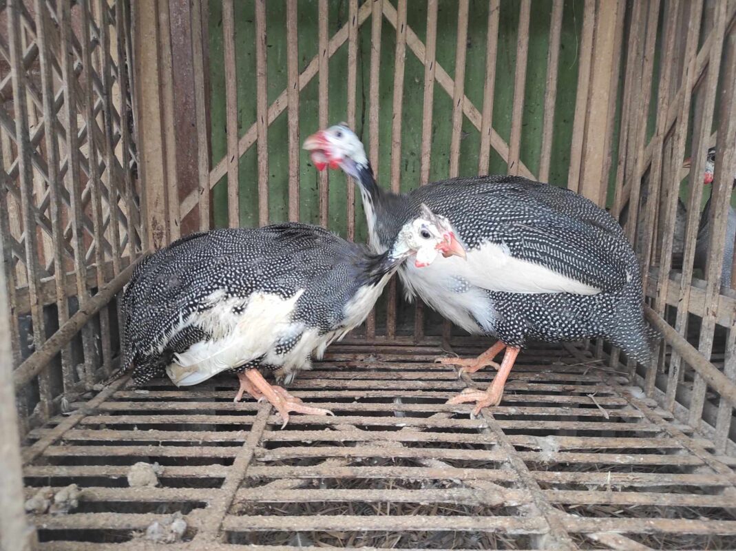 Ayam mutiara plangkok dikenal dengan corak bulu eksotis, suara keras, dan daya tahan tubuh yang kuat.