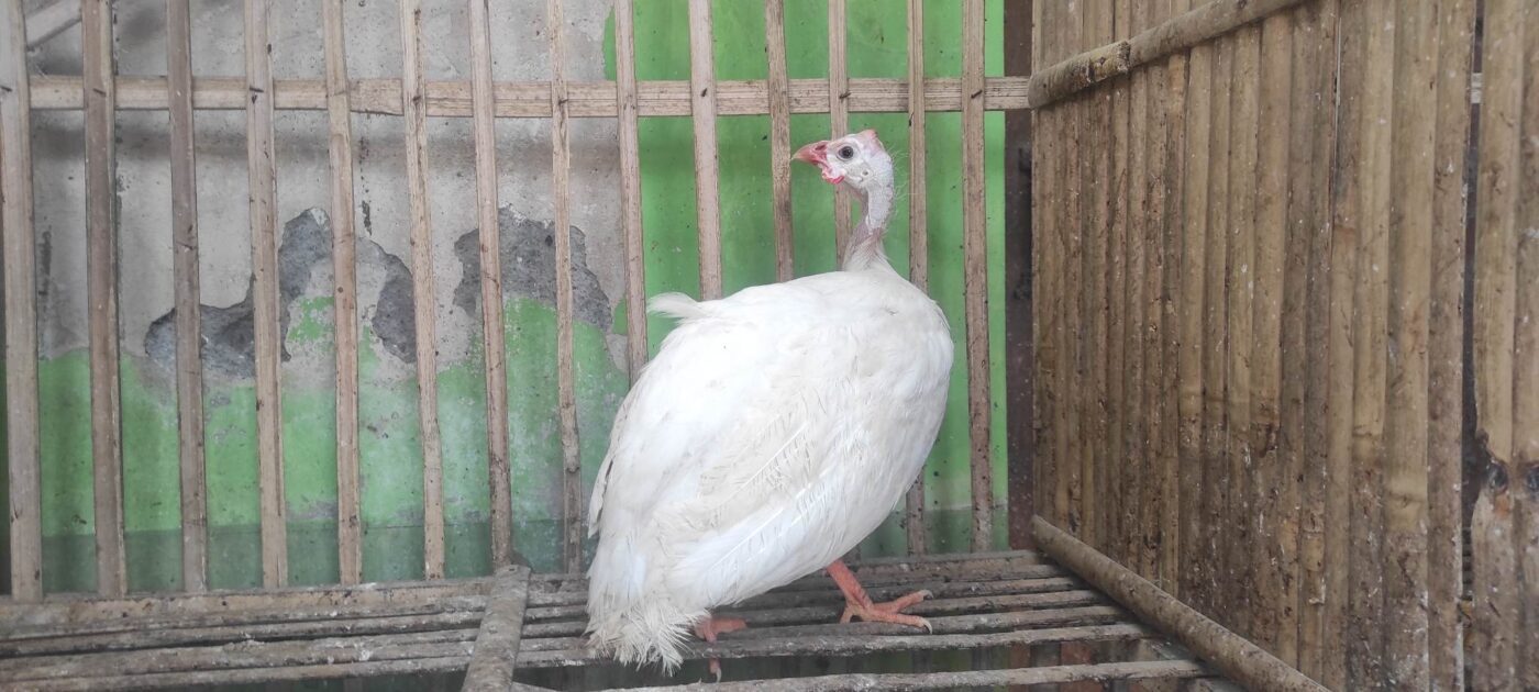 Ayam Mutiara Putih dengan bulu putih bersih dan corak bintik-bintik halus yang menawan, cocok sebagai hiasan taman atau koleksi pribadi.