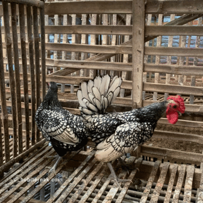 Ayam Batik Itali dengan bulu motif batik yang mencolok dan elegan.
