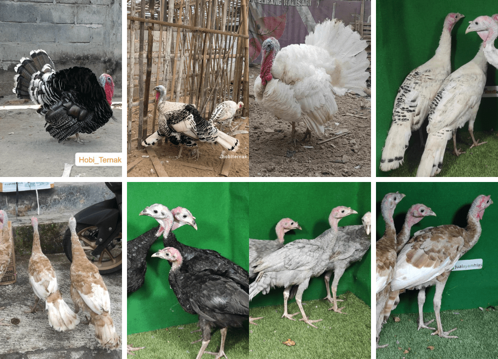 Harga Ayam Kalkun Terbaru 2025, Lengkap dengan Jenis dan Panduan Membeli