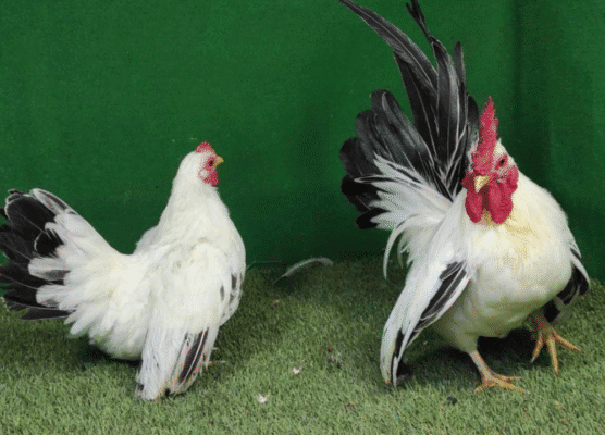 Harga Ayam Kate Chabo Terbaru dan Lengkap 2026