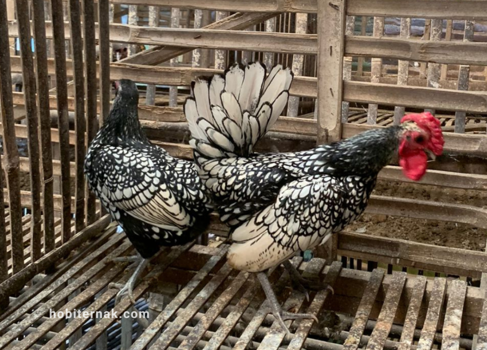 Harga Jual Ayam Batik Itali Terbaru dan Lengkap