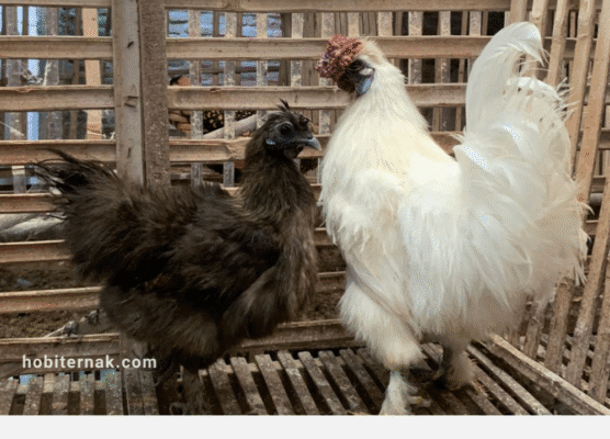 Harga Jual Ayam Kapas Putih, Cokelat dan Hitam Terbaru