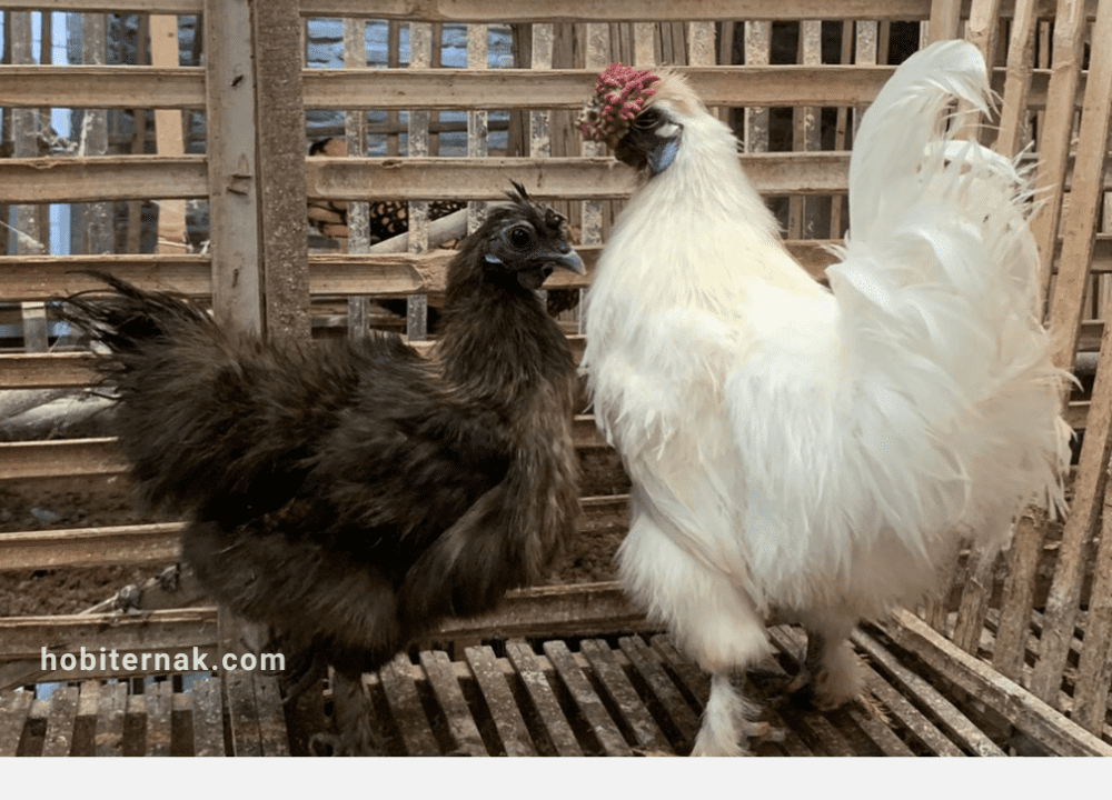 Harga Jual Ayam Kapas Putih, Cokelat dan Hitam Terbaru