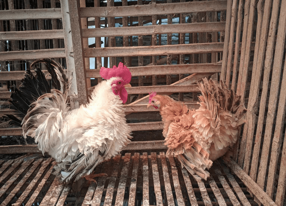 Harga Jual Ayam Kate Walik Terbaru 2026