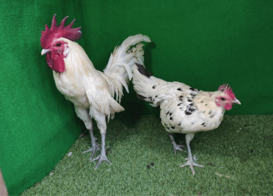 Harga Jual Ayam Ketawa Terbaru & Lengkap 2026