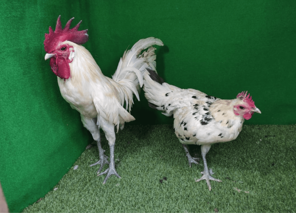 Harga Jual Ayam Ketawa Terbaru & Lengkap 2025