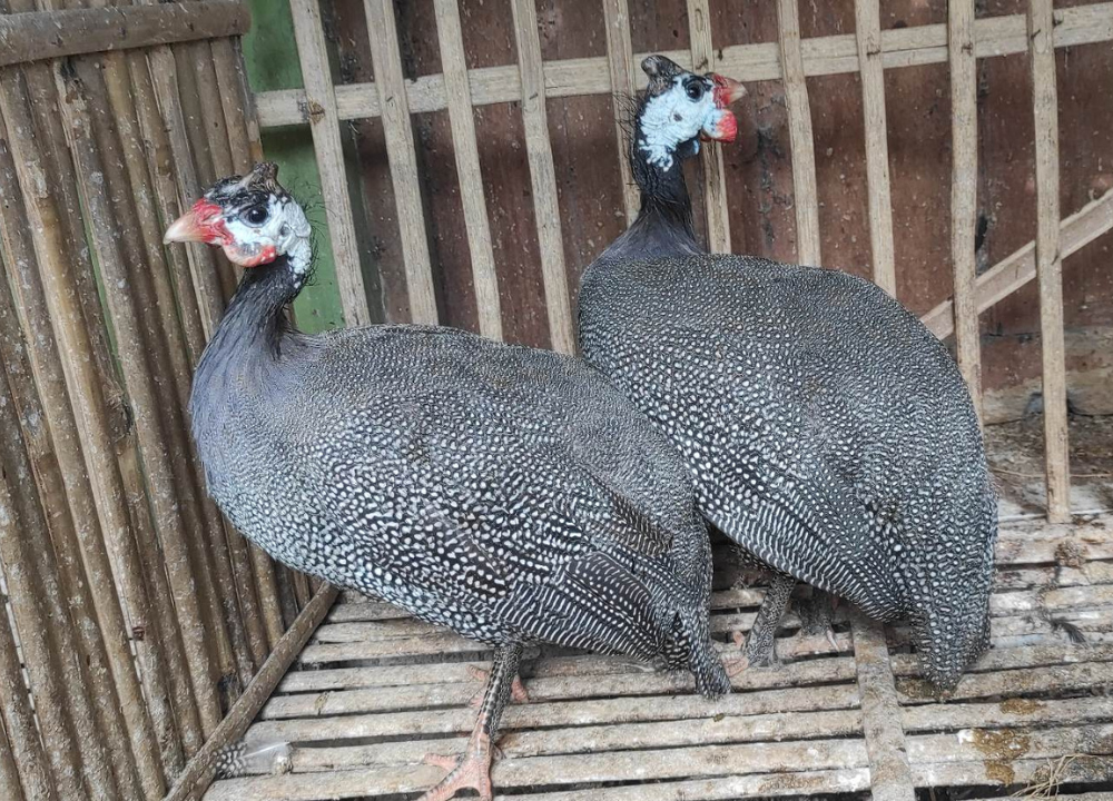 Harga Jual Ayam Mutiara Hitam 2025: Cocok untuk Hobi atau Ternak