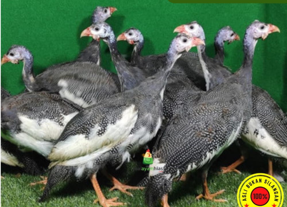 Harga Jual Ayam Mutiara Plangkok Terbaru dan Terlengkap 2025