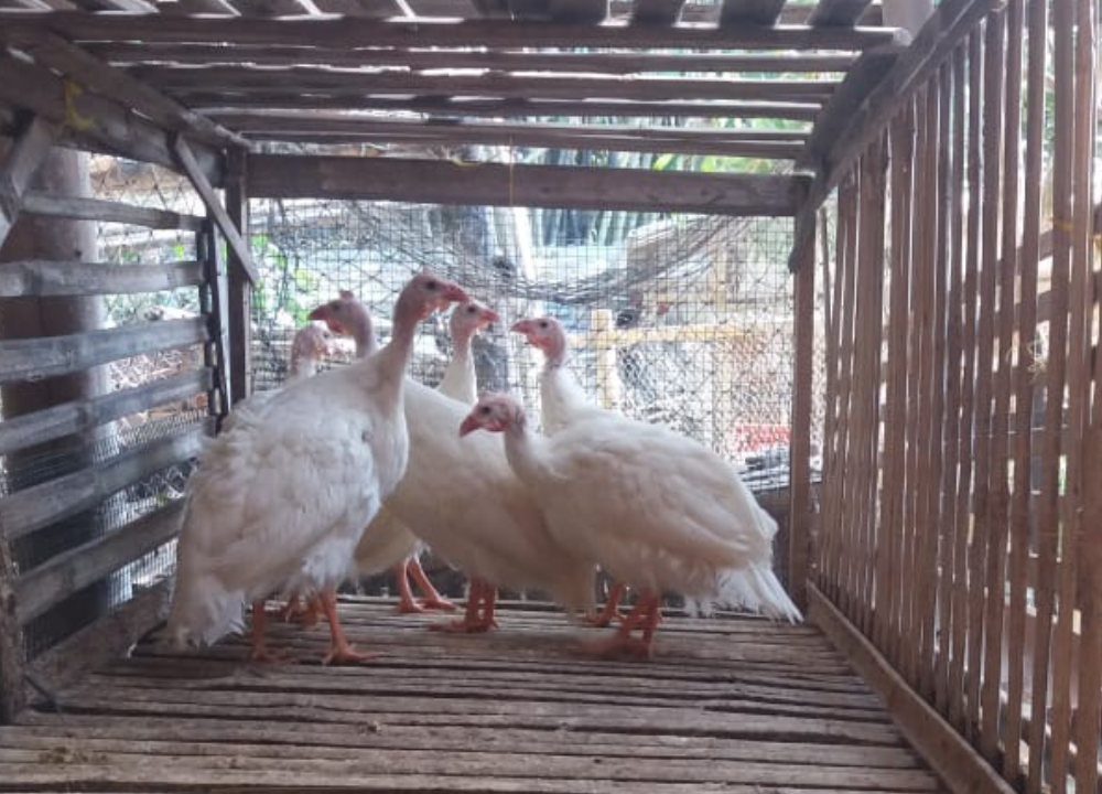 Harga Jual Ayam Mutiara Putih 2025 Terbaru: Hiasan Cantik & Peluang Bisnis Menjanjikan