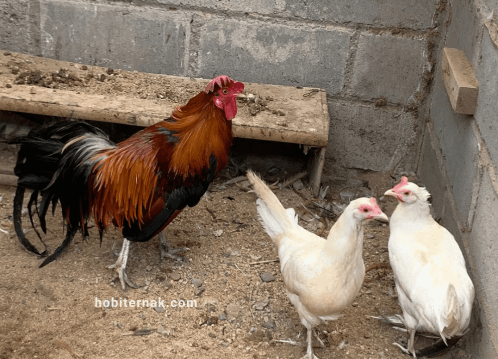 Harga Jual Ayam Onagadori Terbaru 2026, Siap Kirim ke Seluruh Indonesia!