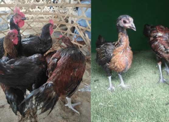 Harga Jual Ayam Pelung Terbaru 2026: Pilihan Lengkap dan Berkualitas