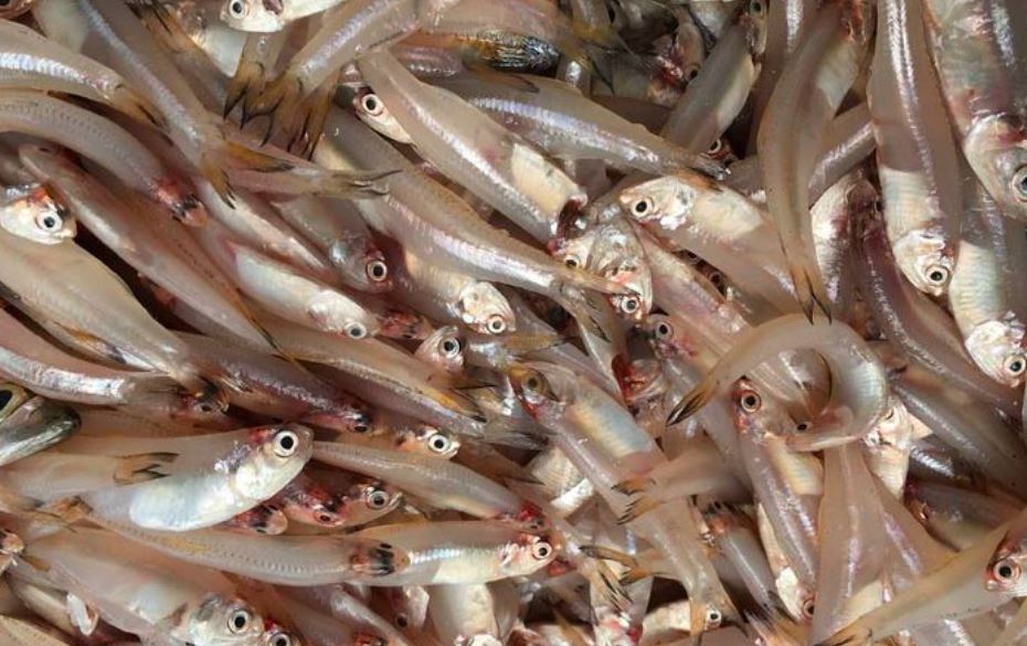 Ikan kecil menjadi salah satu pakan angsa yang memiliki manfaat bagi pertumbuhan tubuhnya