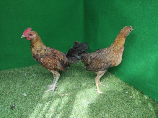 Keunikan suara ayam Ketawa menjadi daya tarik utama dalam dunia ayam hias.