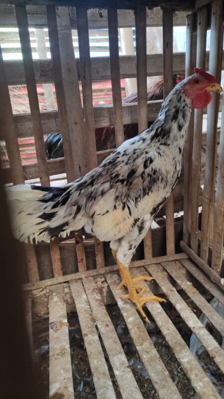 Postur gagah dan corak bulu menarik, menjadikan ayam Ketawa ini favorit di kalangan pecinta unggas hias.