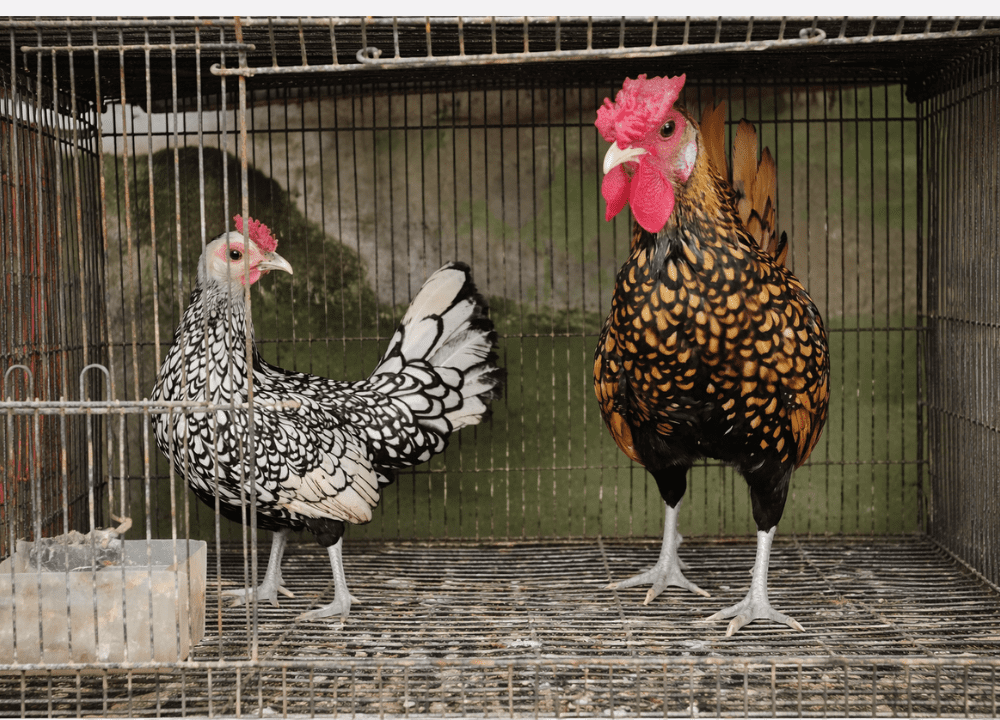 Sepasang ayam hias Batik Itali (Silver Sebright) dan Ayam Batik Kanada (Gold Sebright) dewasa dengan corak bulu batik yang simetris dan indah