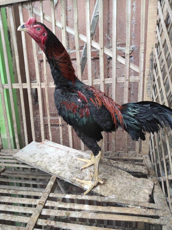 Nutrisi tepat bantu ayam Bangkok tumbuh besar, kuat, dan siap berprestasi.