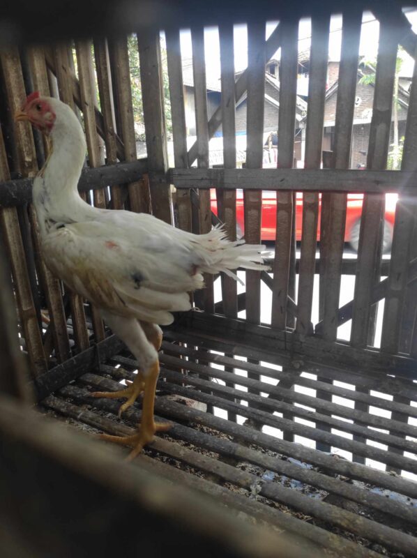 Pakan bergizi seimbang membantu ayam Bangkok tumbuh cepat, kuat, dan berstamina.