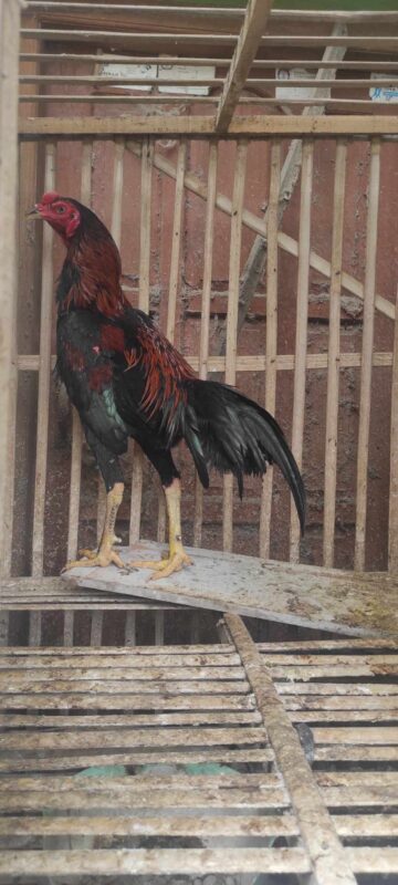 Pakan tepat dan perawatan baik membantu ayam Bangkok tumbuh sehat dan kuat