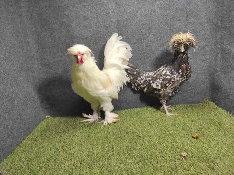 Saat dewasa ayam poland akan terlihat semakin cantik, karena bulu pada bagian jambul mulai tumbuh lebat