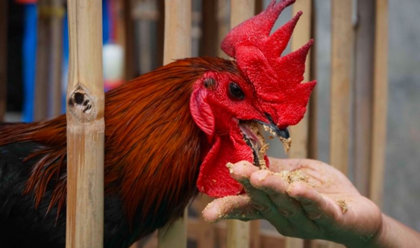 Salah satu jenis pakan ayam bangkok yang dapat peternak berikan yakni berupa bekatul dengan campuran voer