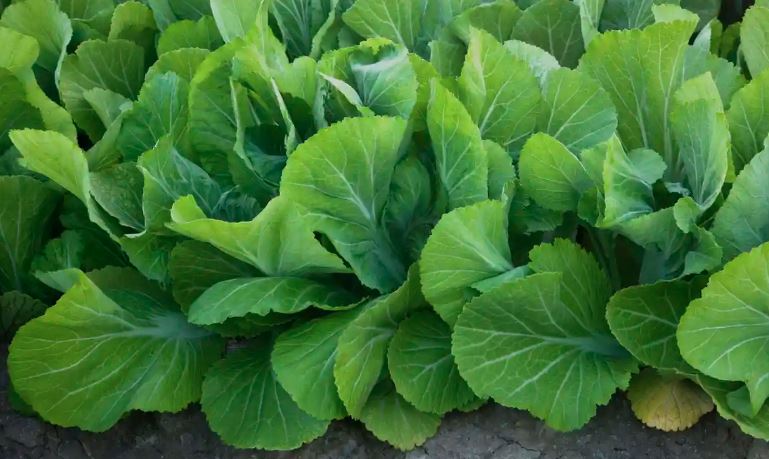 Sayur Sawi menjadi salah satu makanan yang cocok sebagai makanan angsa dengan cara di cacah atau dipotong-potong