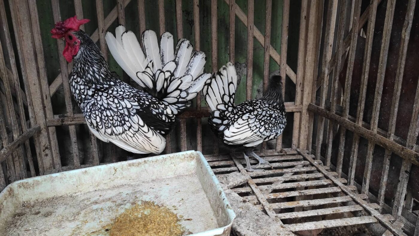 Ayam batik yang sehat tampak aktif, berbulu rapi, dan terawat dengan perawatan serta pakan berkualitas.