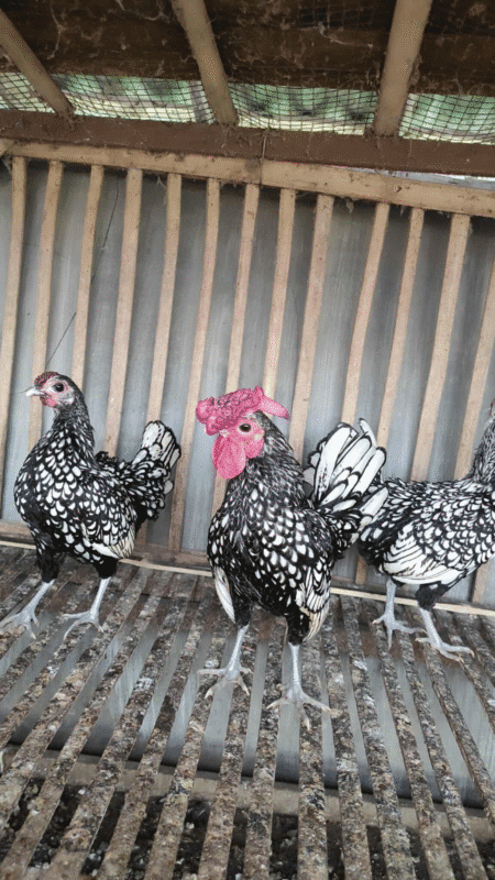 Ayam Batik Italia tampil artistik dengan corak kontras yang unik sebagai ayam hias koleksi.