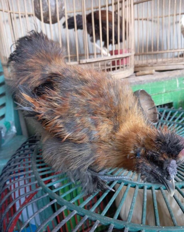 Karena memiliki bulu mirip seperti kapas, maka ayam ini di sebut dengan ayam kapas atau silkie