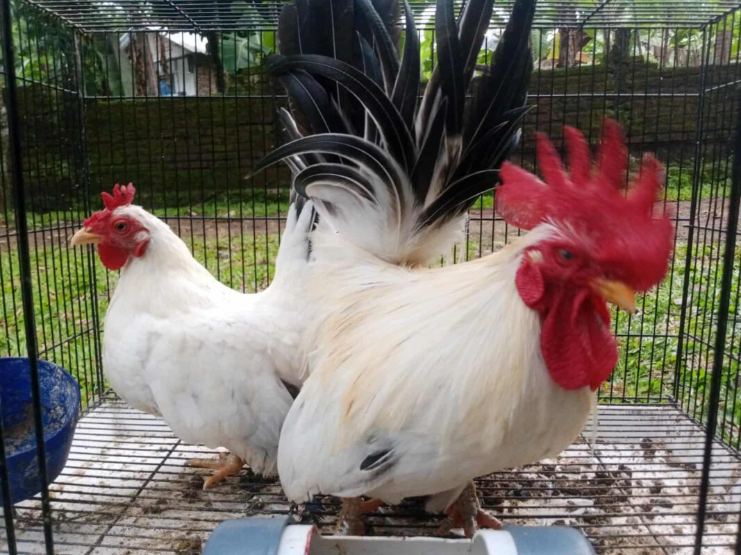 Ayam kate chabo indukan dengan bulu putih dan ekor menjulang