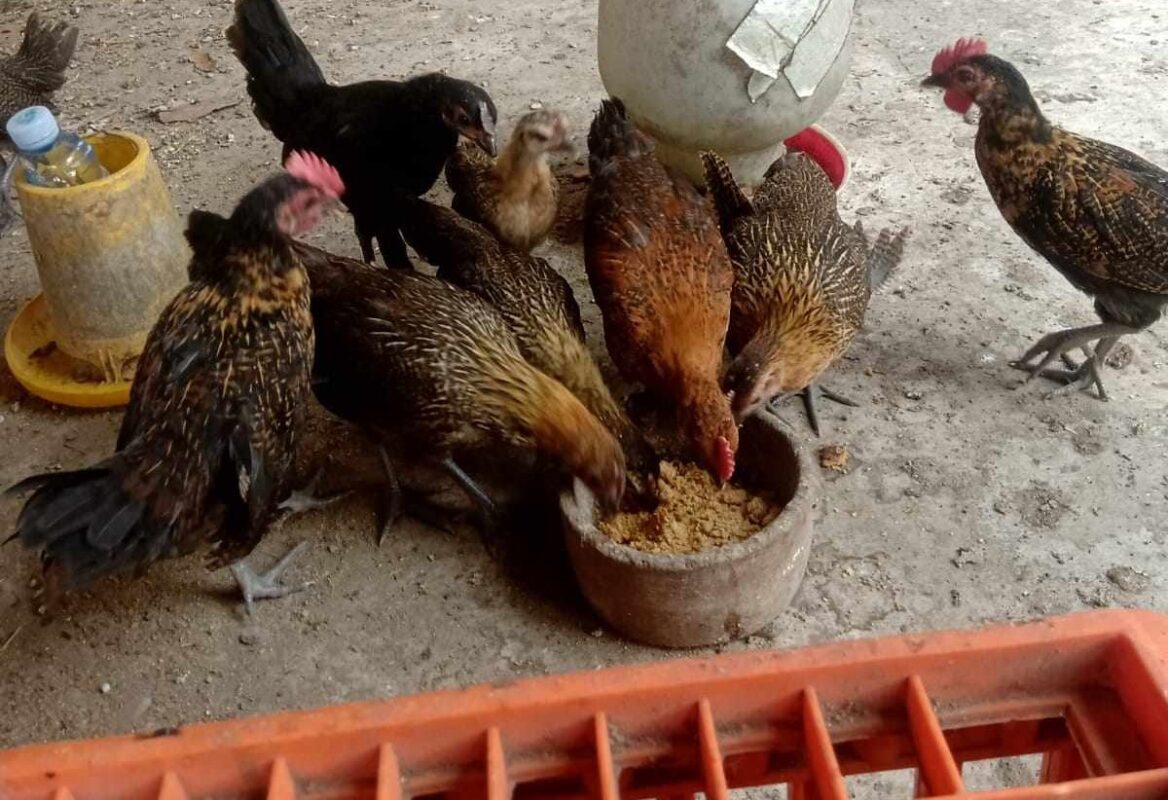 Perawatan yang tepat membuat ayam Ketawa tetap sehat dan rajin berkokok