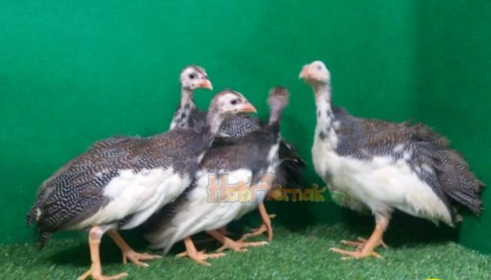Ayam mutiara plangkok usia 3 bulan, pilihan ideal untuk ternak hias berkualitas.