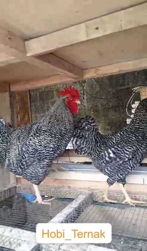 Ayam barret rock adalah jenis ayam hias yang dapat menghasilkan telur dengan jumlah relatif tinggi