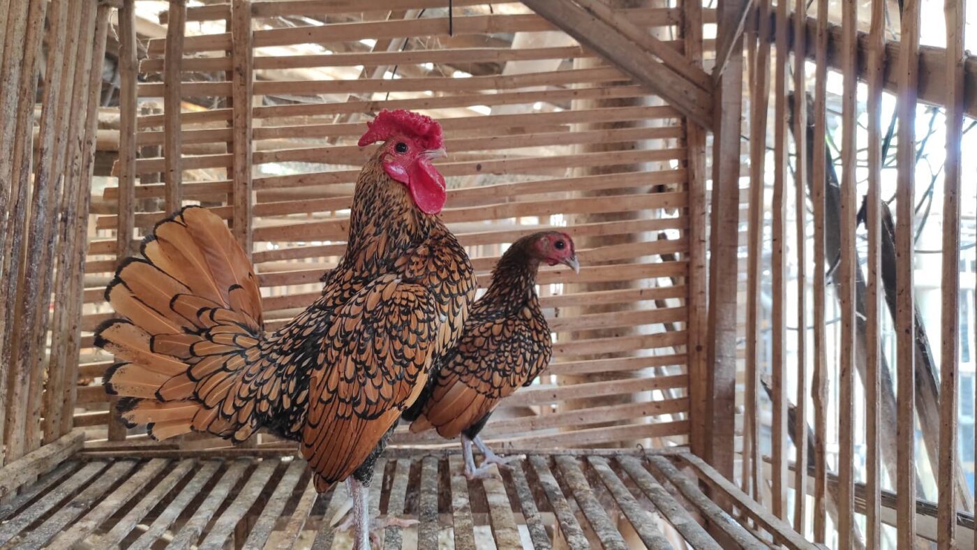 Ayam Batik Kanada bercorak cokelat keemasan, tampil elegan sebagai ayam hias